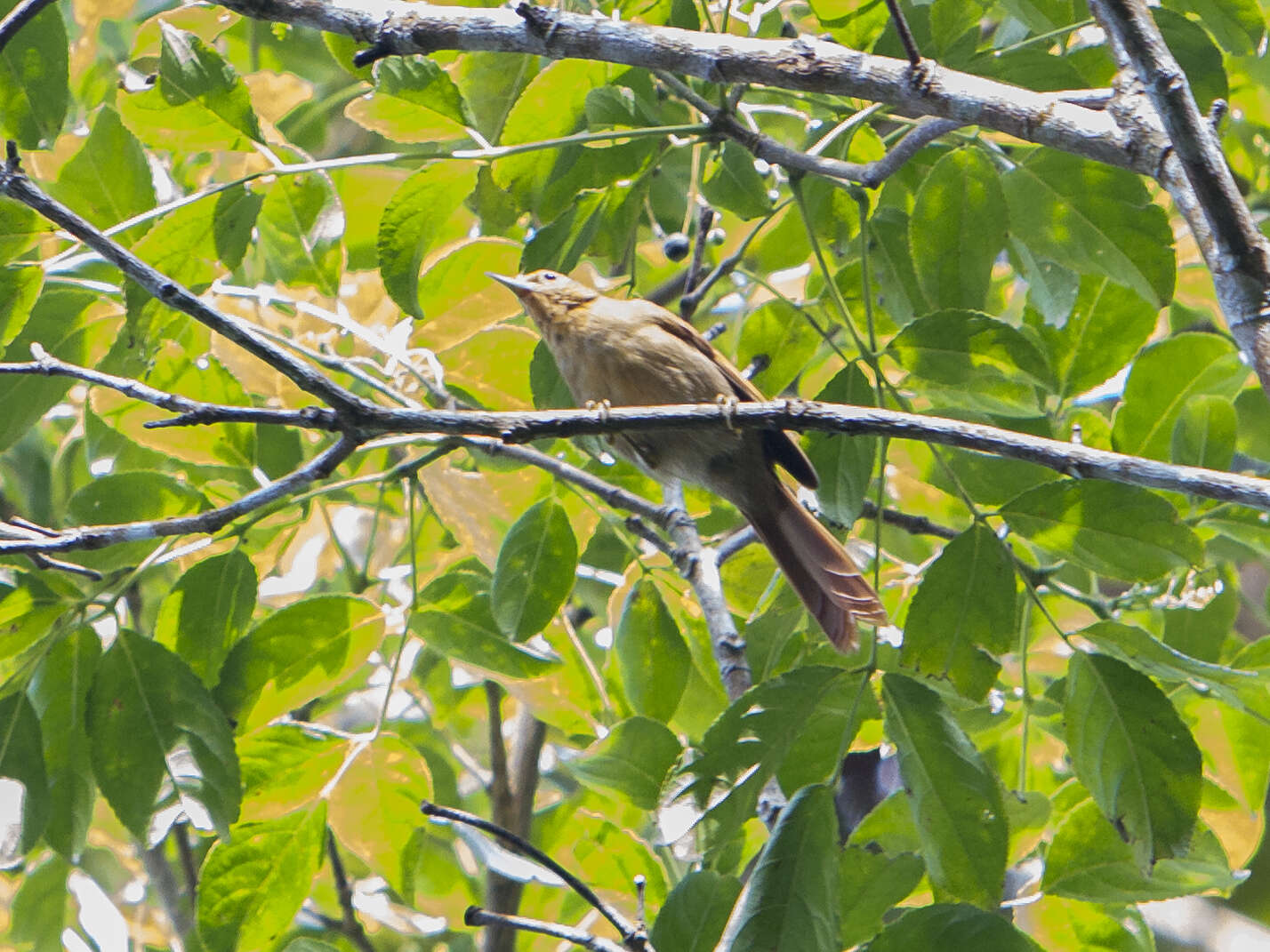 Image of Buff-fronted Foliage-gleaner