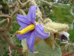 Image of Solanum lycocarpum A. St.-Hil.