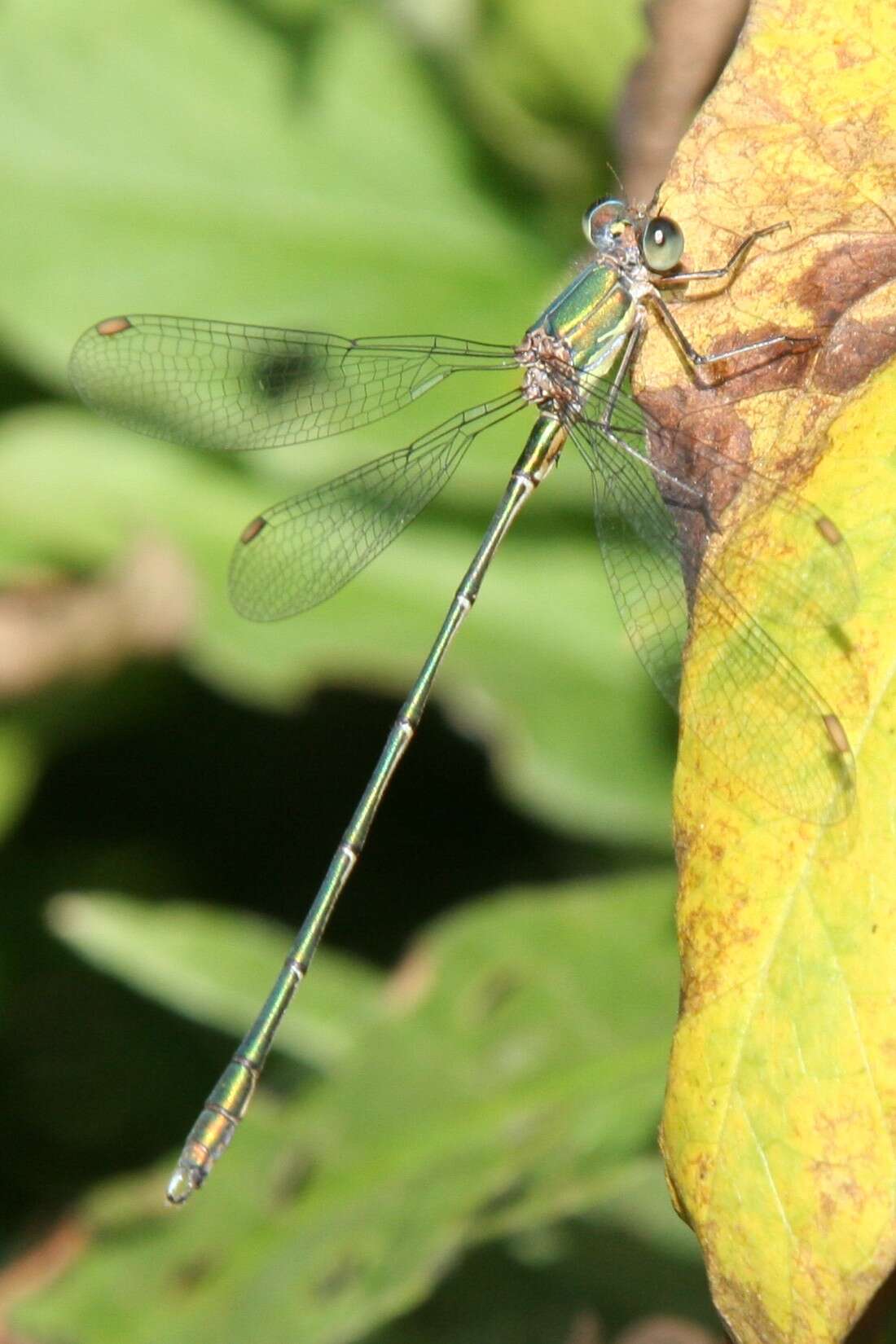 Image of Chalcolestes Kennedy 1920