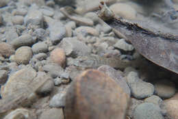 صورة Rhinogobius rubromaculatus Lee & Chang 1996