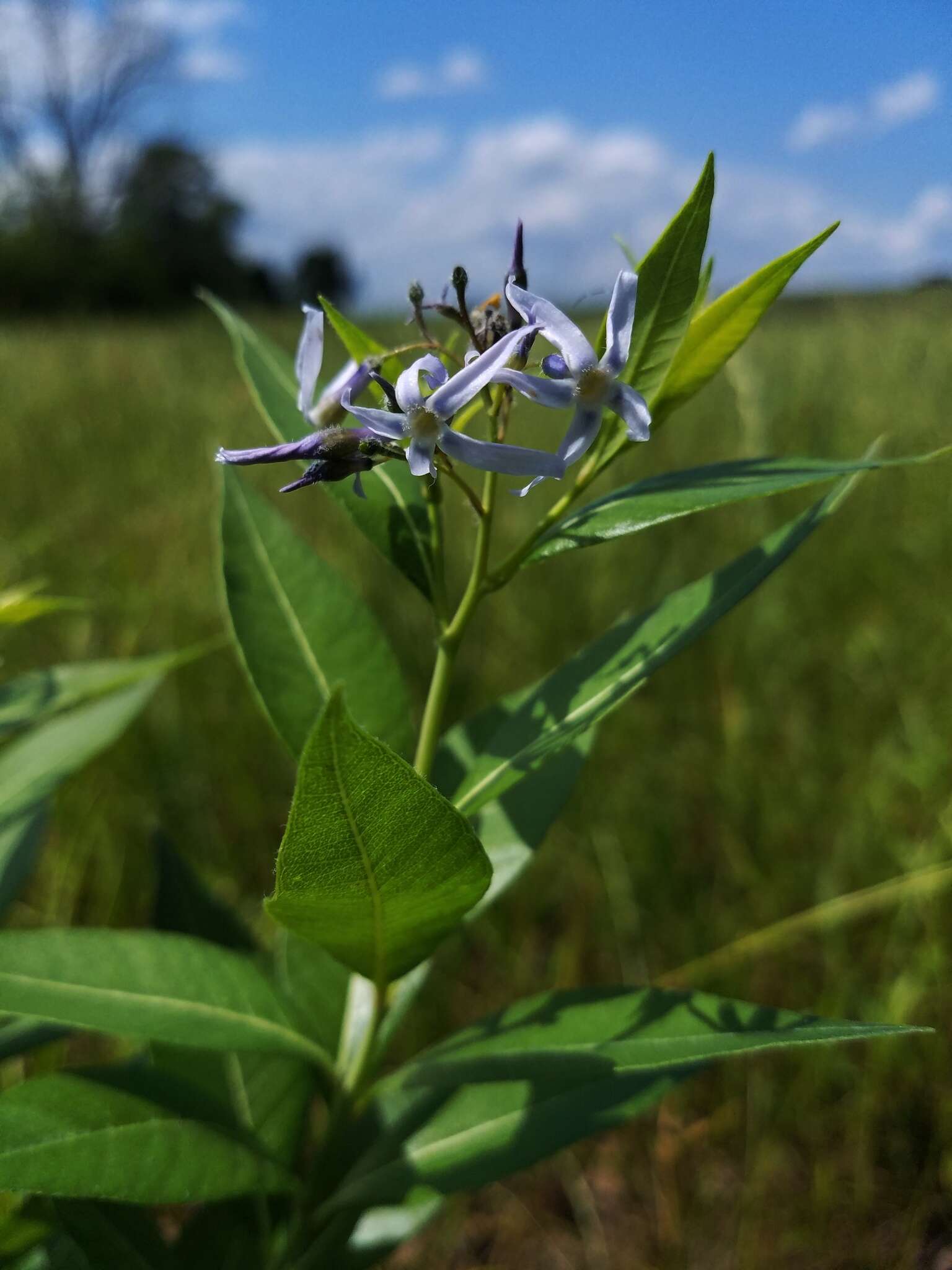 Image of Ozark bluestar