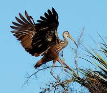 Image of limpkins