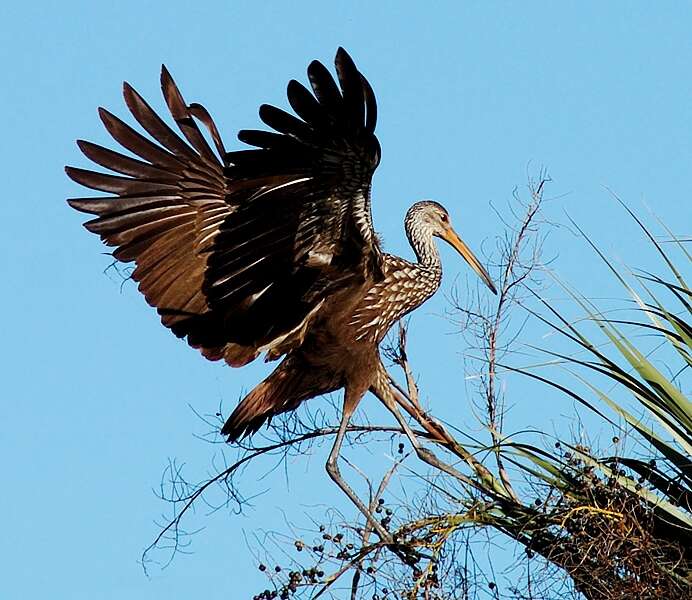 Image of limpkins