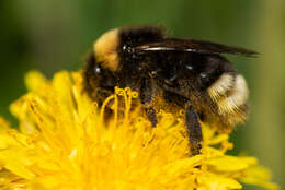 Image of Bombus sylvestris (Lepeletier 1832)