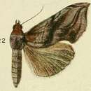 Image of Oraesia cerne Fawcett 1916