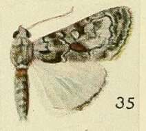 Catephia sciras Fawcett 1916 resmi