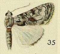 Catephia sciras Fawcett 1916 resmi