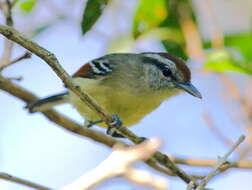 Image of Rufous-winged Antwren