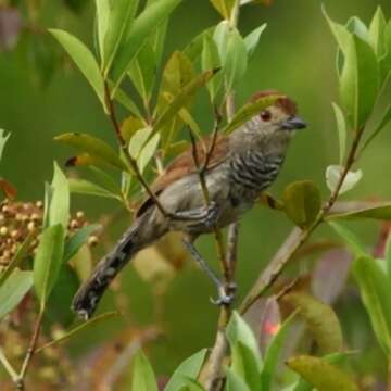 Image of Rufous-capped Antshrike