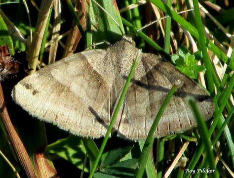 Image of Clover Looper, Range Grass-moth