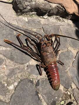 Image of Pronghorn Spiny Lobster