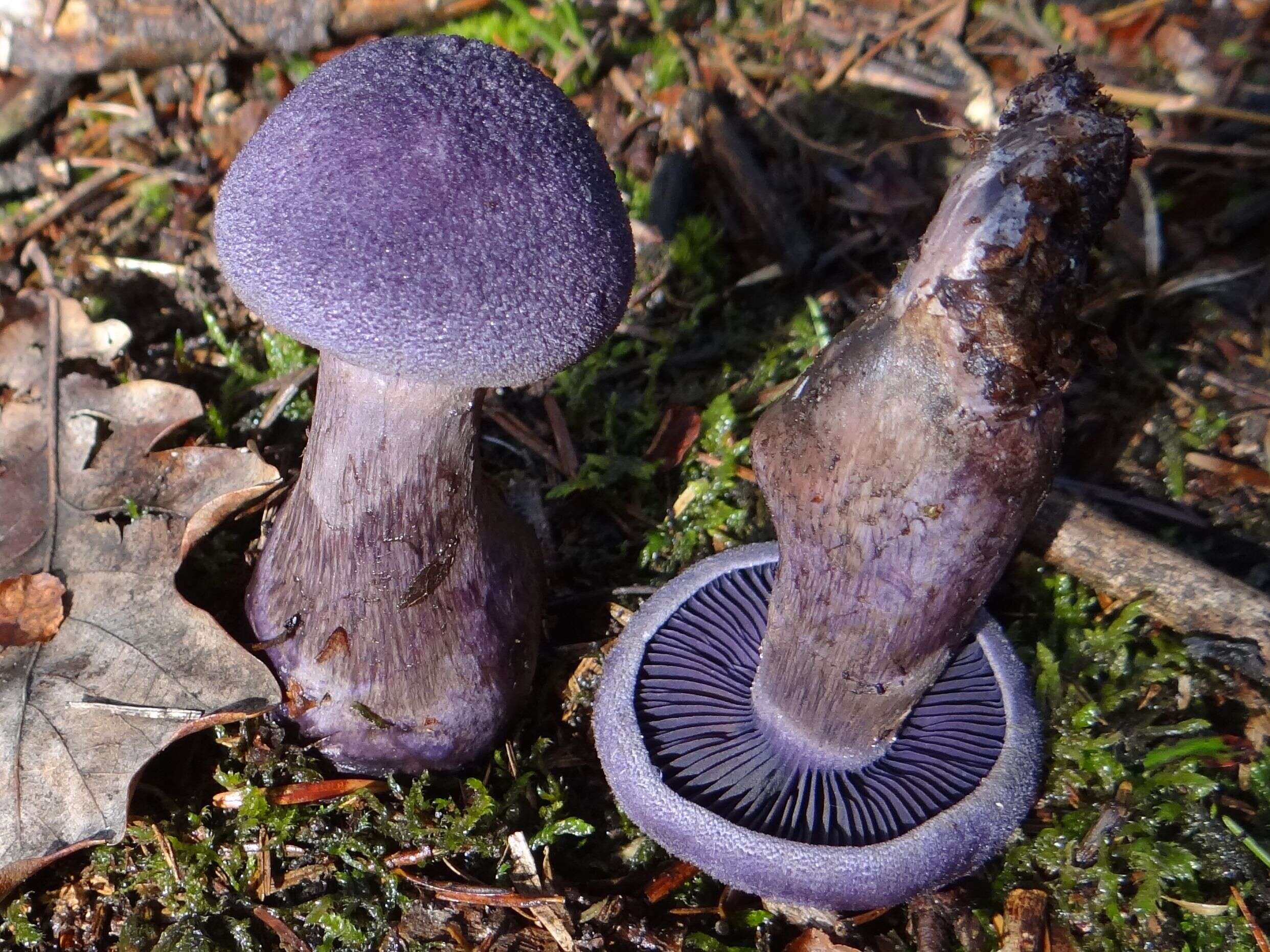 Image of Cortinarius violaceus (L.) Gray 1821