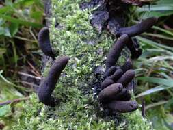 Image of Xylaria longipes Nitschke 1867