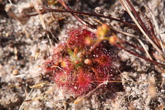 Image of Drosera leucostigma (N. G. Marchant & Lowrie) Lowrie & Conran