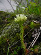 Imagem de Sempervivum globiferum subsp. arenarium (W. D. J. Koch) H.