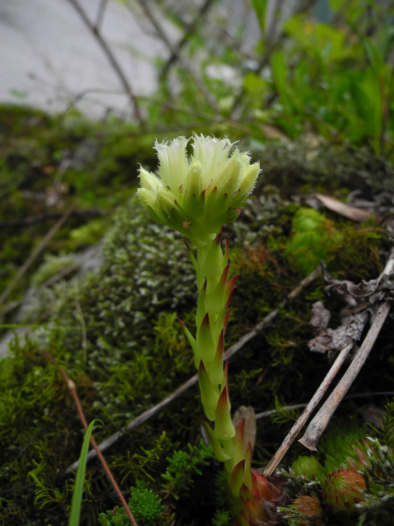 Imagem de Sempervivum globiferum subsp. arenarium (W. D. J. Koch) H.