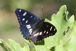 Limenitis reducta herculeana Stichel 1909的圖片