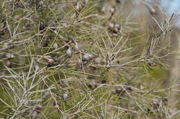 Image of Hakea leucoptera subsp. leucoptera