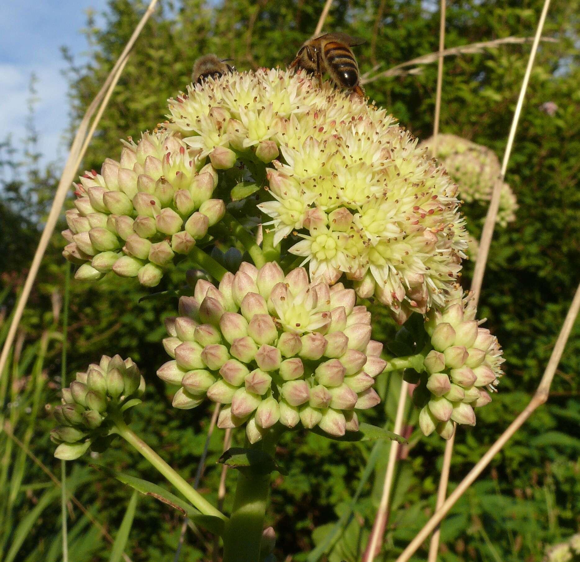 Image of Orpine