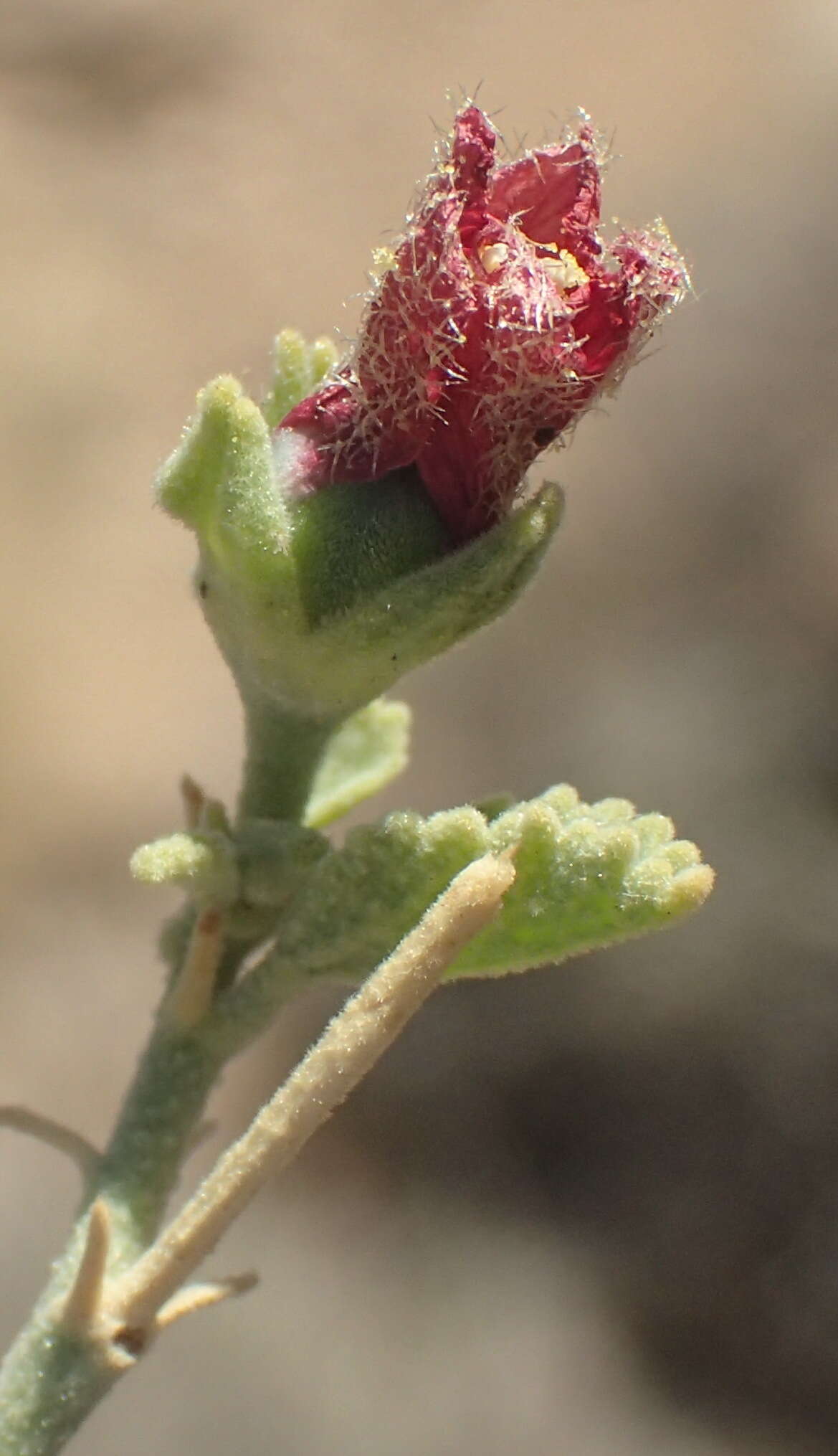 Image of Hermannia minutiflora Engl.