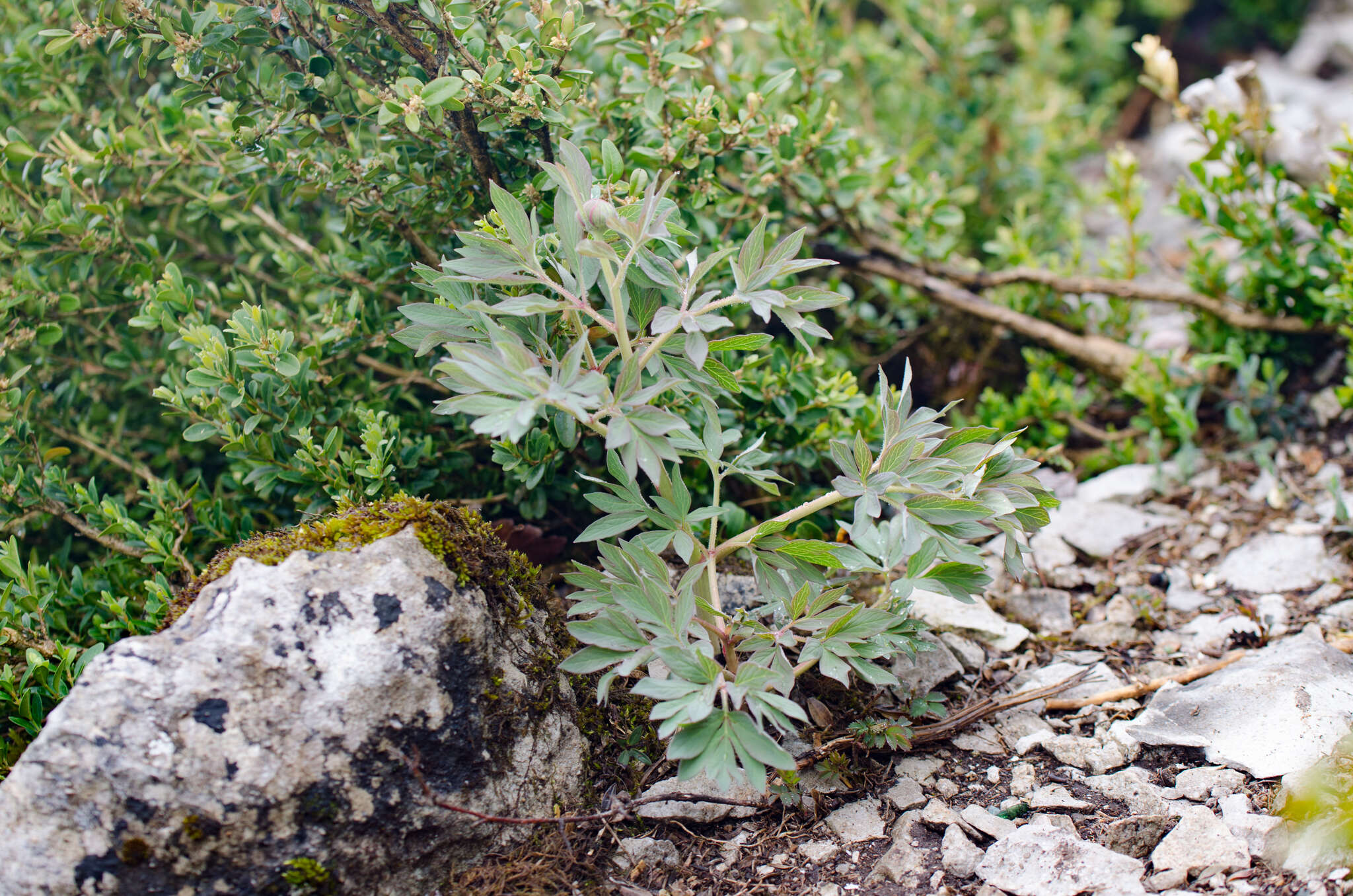 Image of Paeonia officinalis subsp. microcarpa (Boiss. & Reuter) Nyman