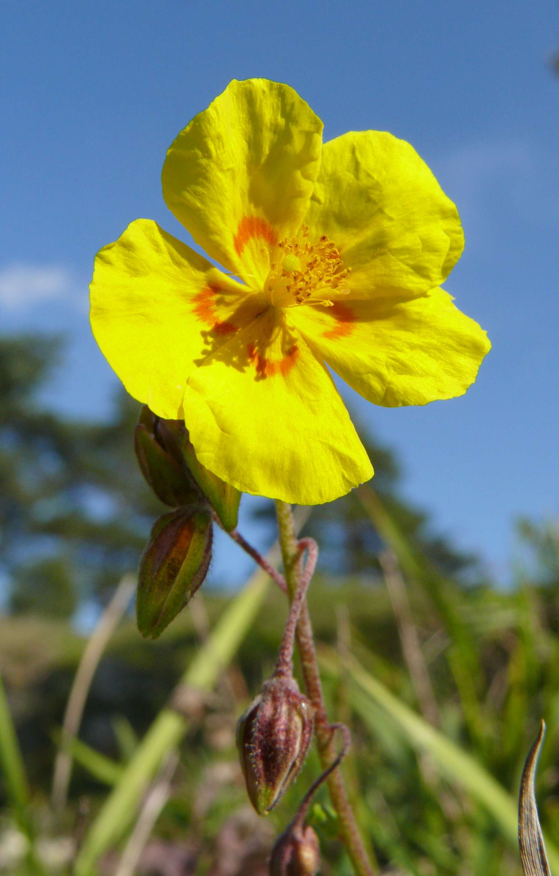 Image of Common Rock-rose