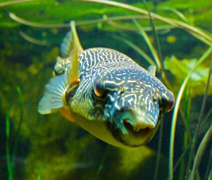 Image of Fresh Water Puffer Fish