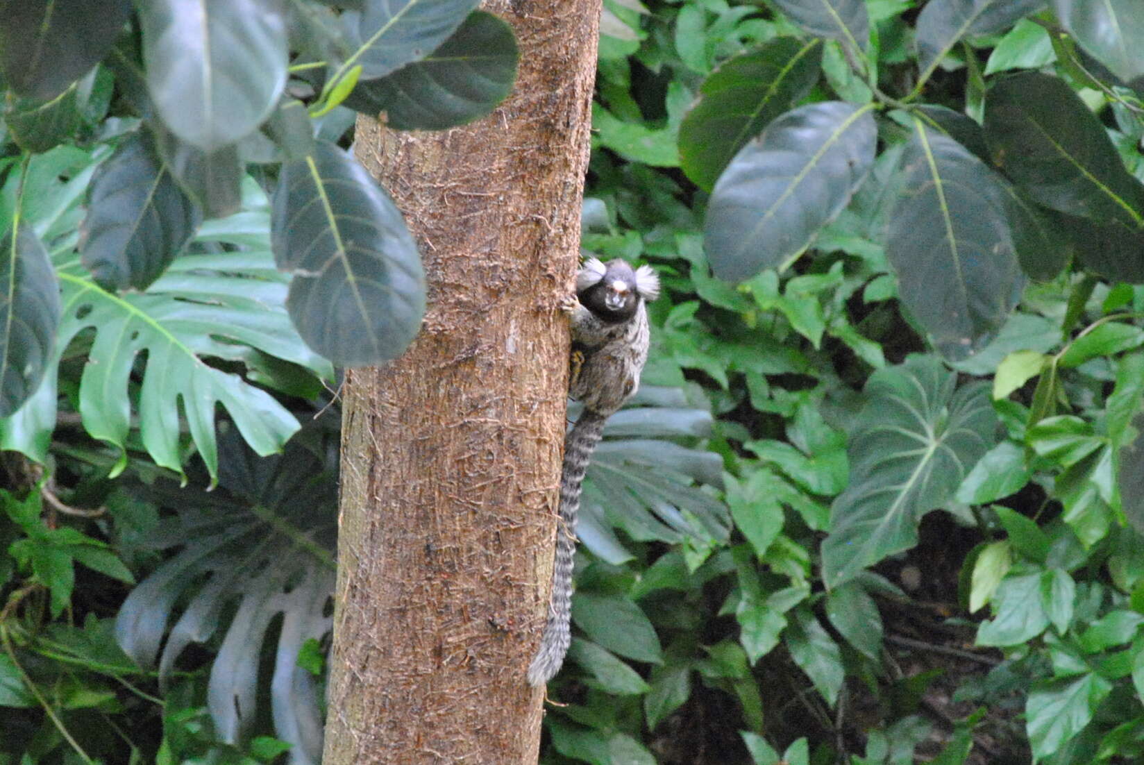 Image of Common Marmoset