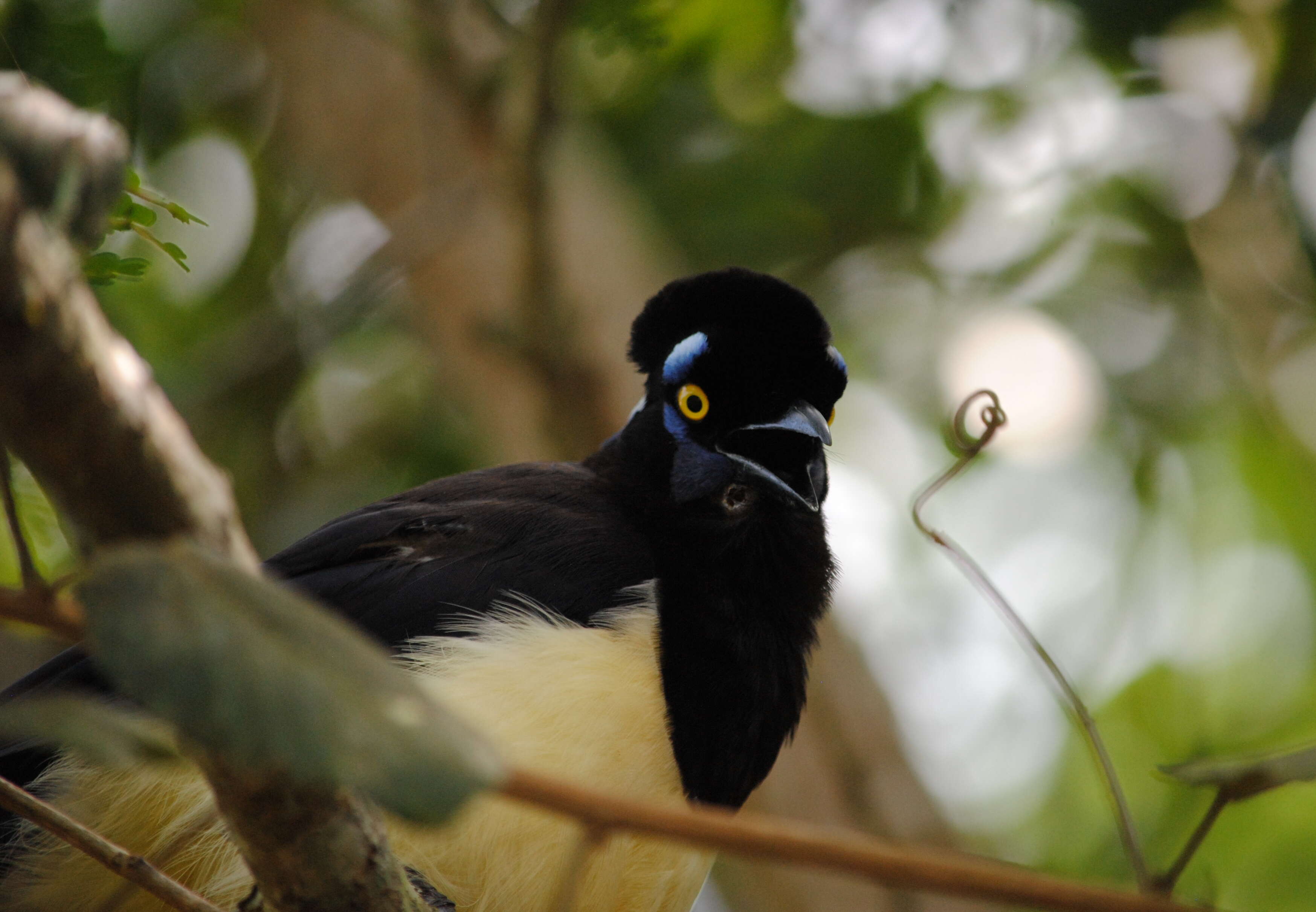 Imagem de Cyanocorax chrysops (Vieillot 1818)