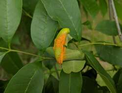 Image de Puccinia sparganioidis Ellis & Barthol. 1896