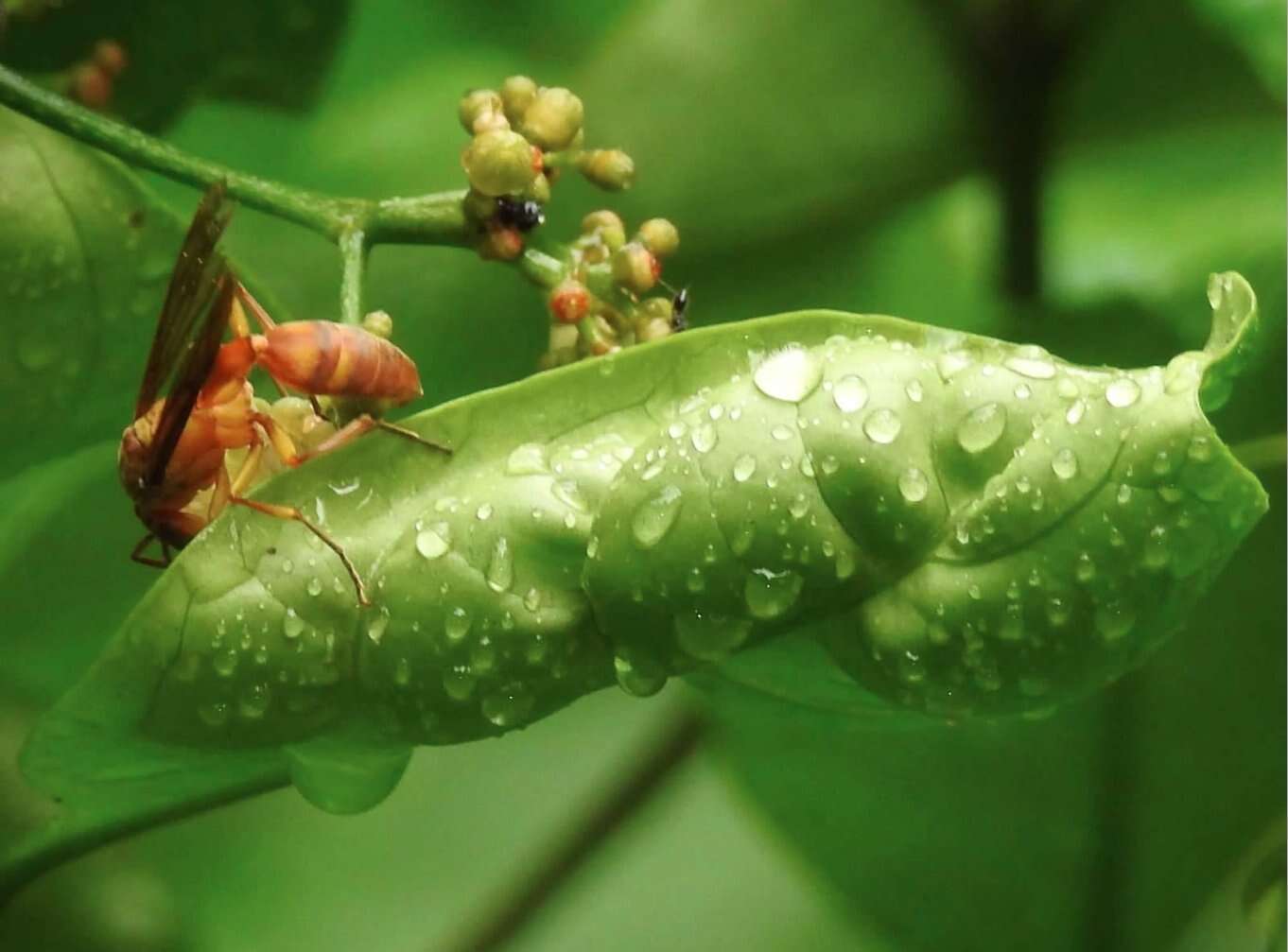 Parapolybia indica (de Saussure 1854)的圖片