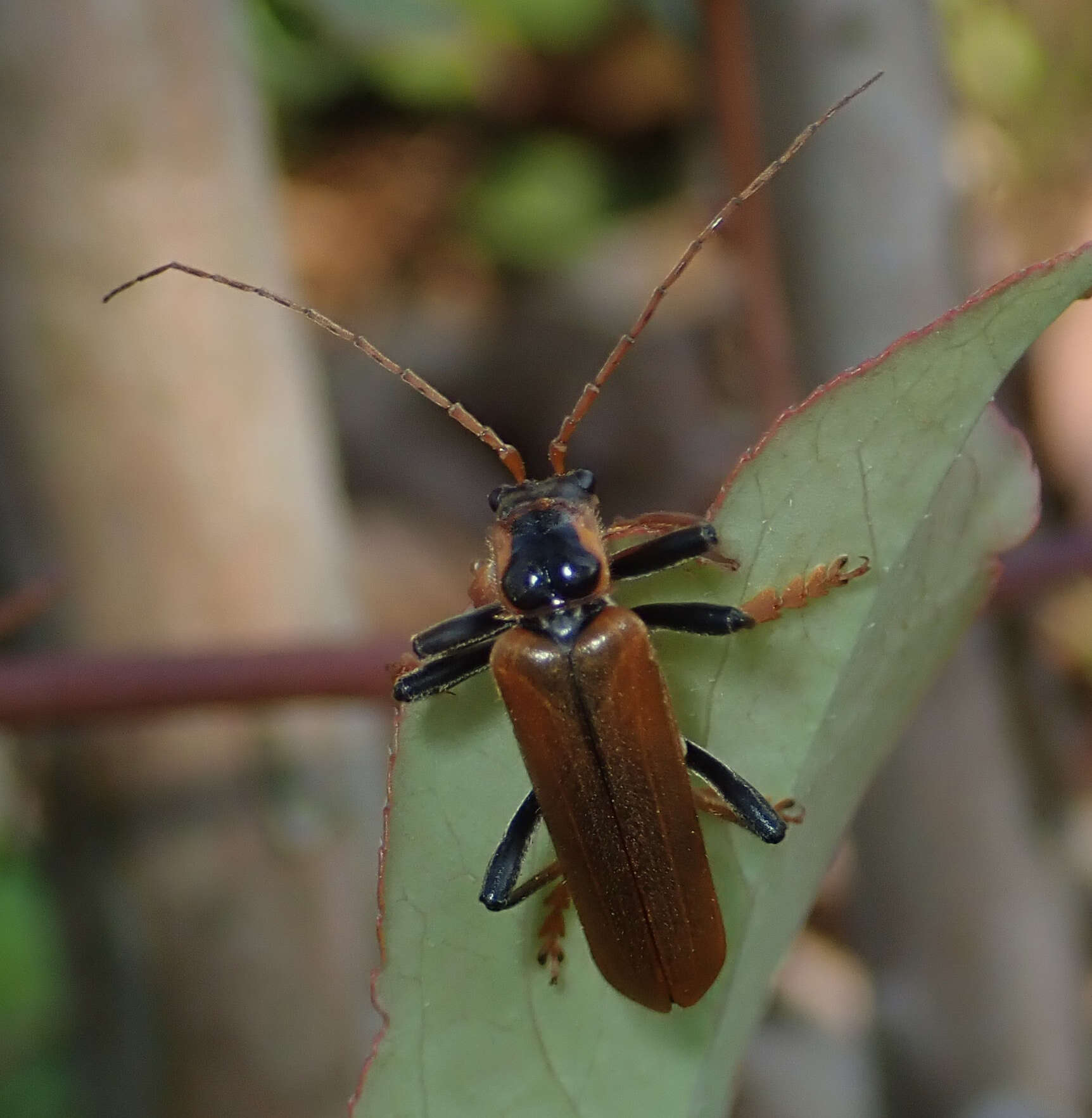 Imagem de <i>Lycocerus suturellus</i>