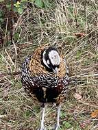 Image of Reeves's Pheasant