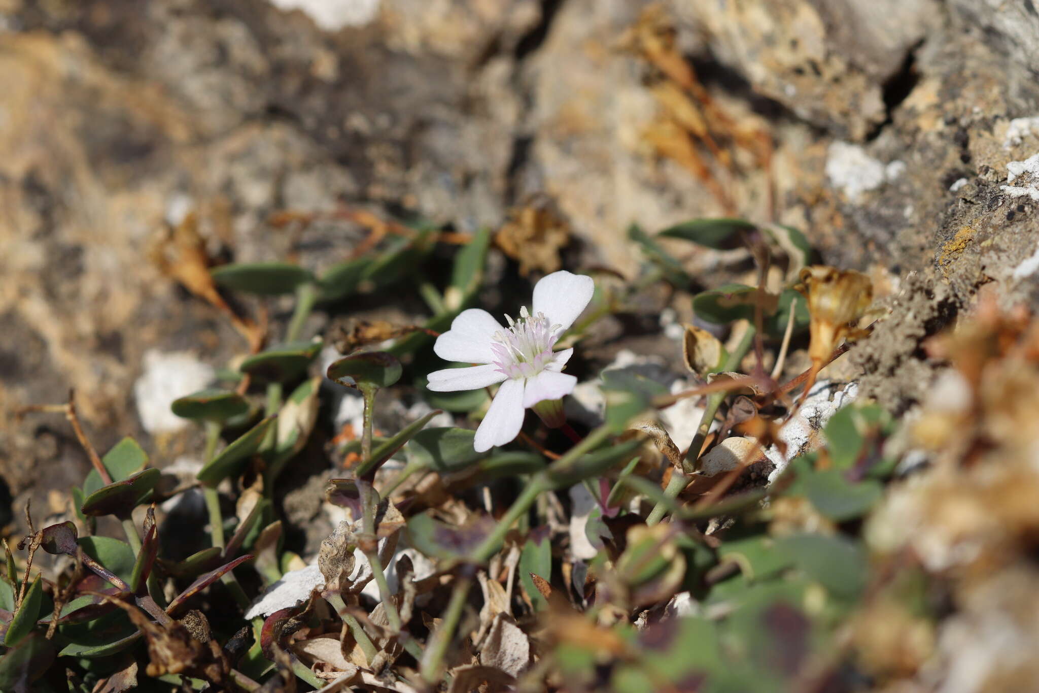 Слика од Petrocoptis pyrenaica (J. P. Bergeret) Walp.