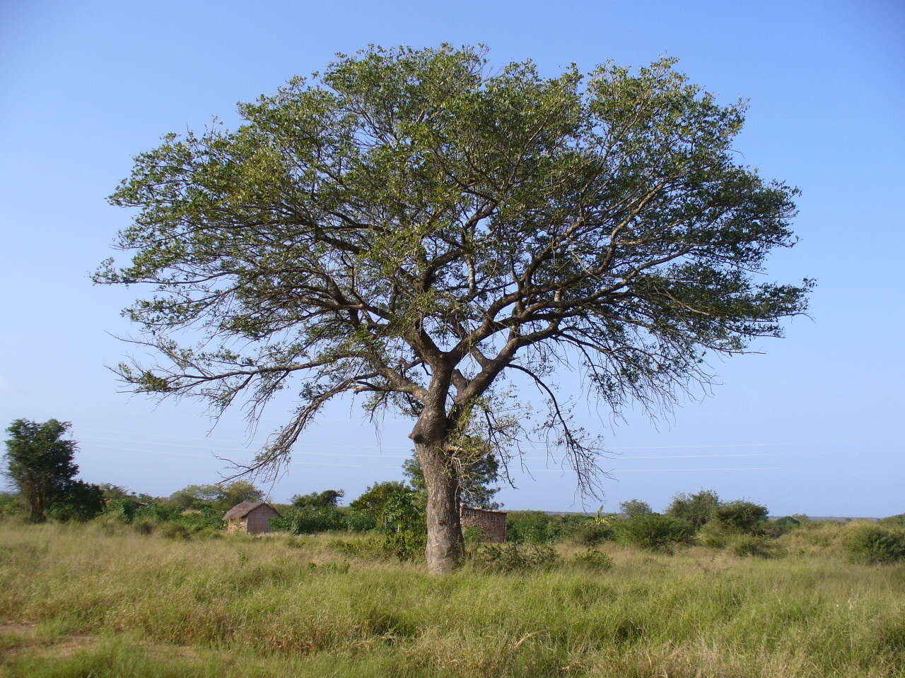 Image of marula