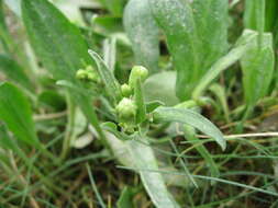 Image of sea aster