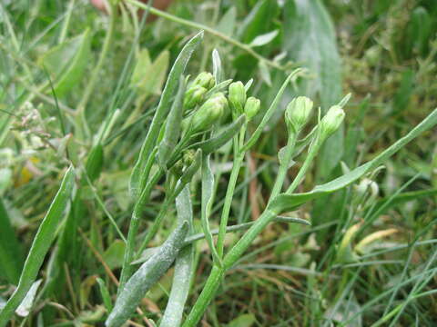 Image of sea aster