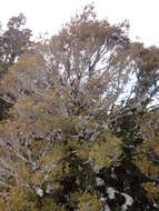 Image of Silver beech