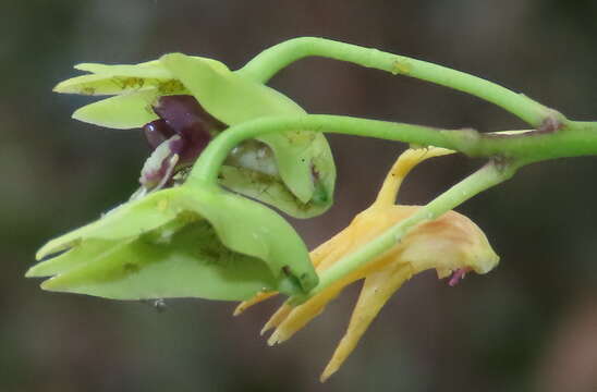 Image of Dendrobium fellowsii F. Muell.