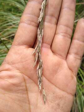 Imagem de Festuca tolucensis Kunth