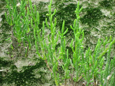 Imagem de Salicornia europaea L.