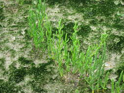 Image of glasswort