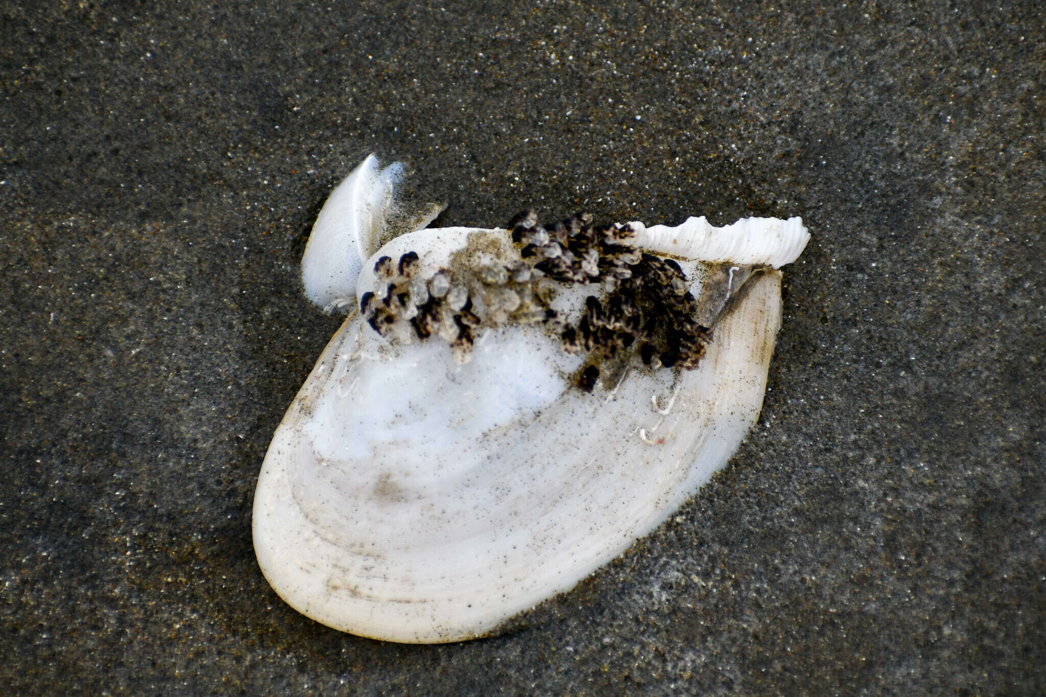 Image of winged surfclam