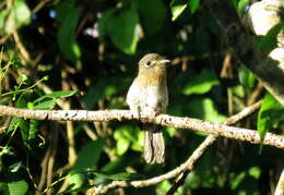 Image of Rusty-breasted Nunlet