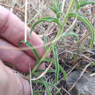 Image of Trans-Pecos Indian paintbrush