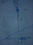 Image of Penicillium