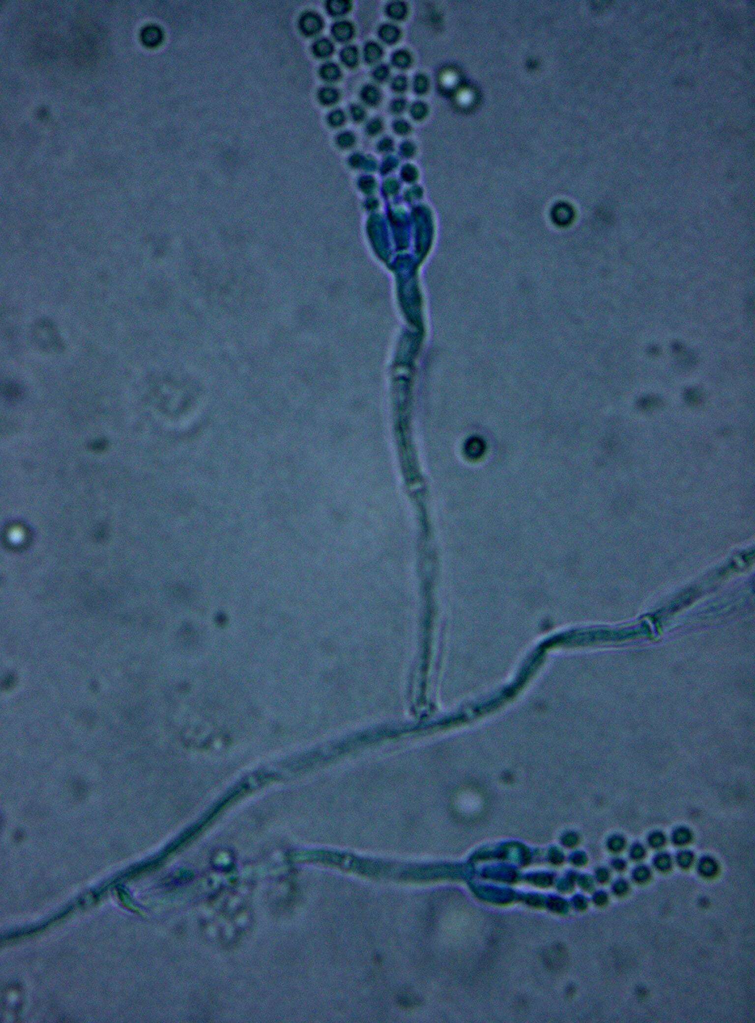 Image of Penicillium