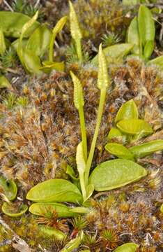 Image of Ophioglossum coriaceum A. Cunn.