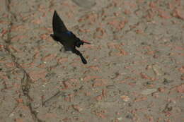 Image de Papilio bianor Cramer (1777)