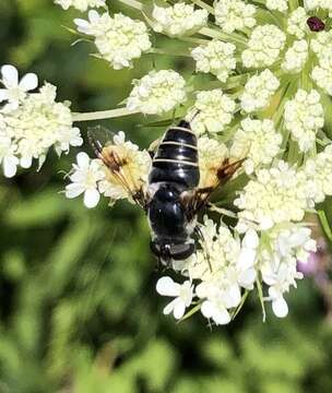 Image of Eristalis saxorum Wiedemann 1830